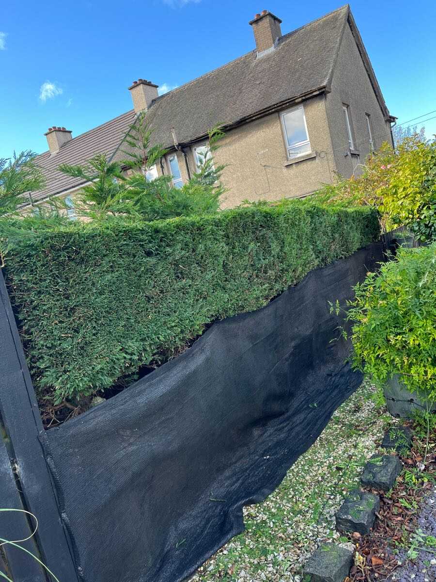 After — Tall conifer hedge reduced and neatened