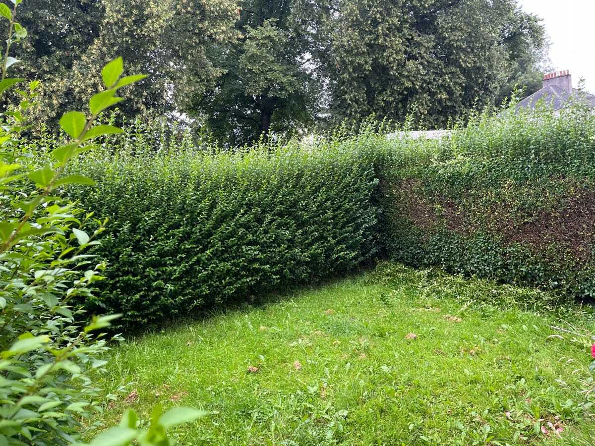 After — Overgrown boundary hedge trimmed level