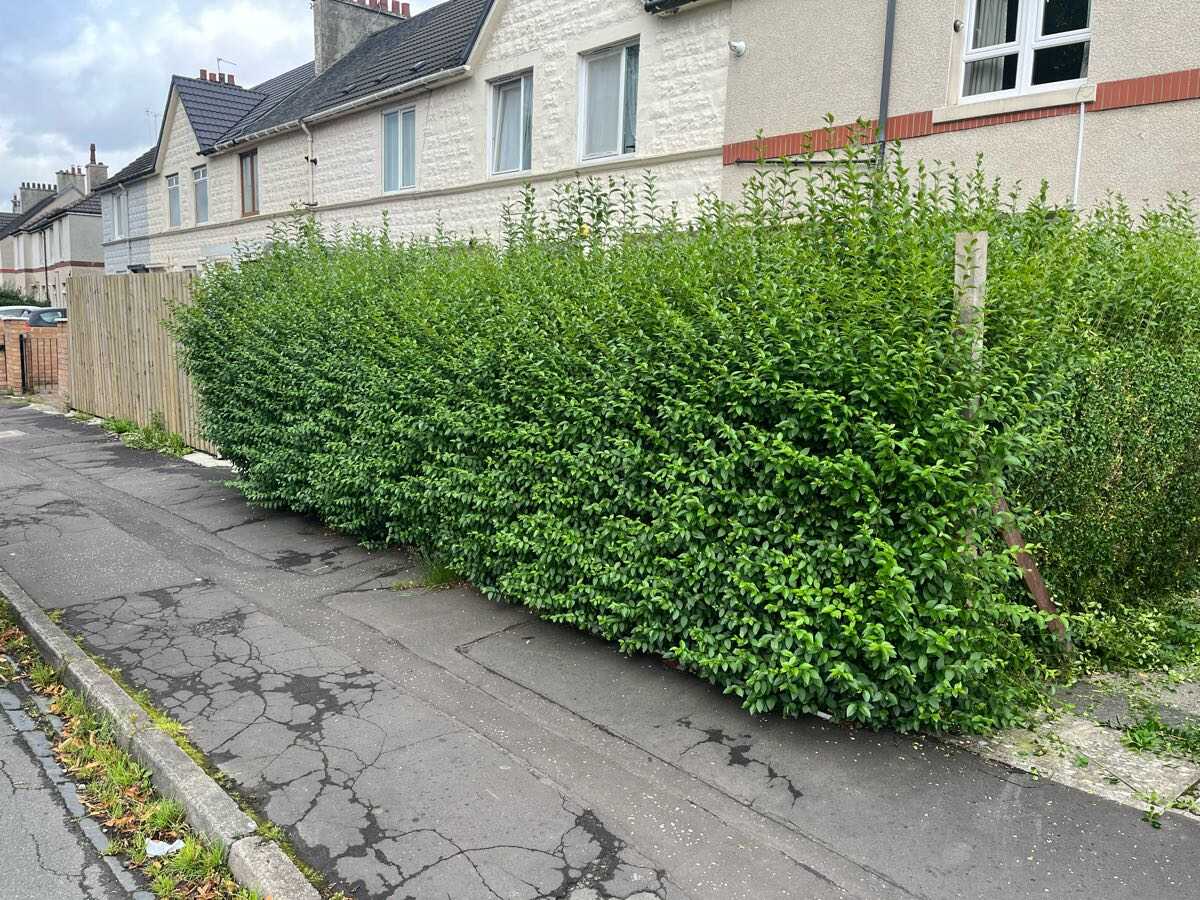 Before — Overgrown roadside hedge cut back square and tidy