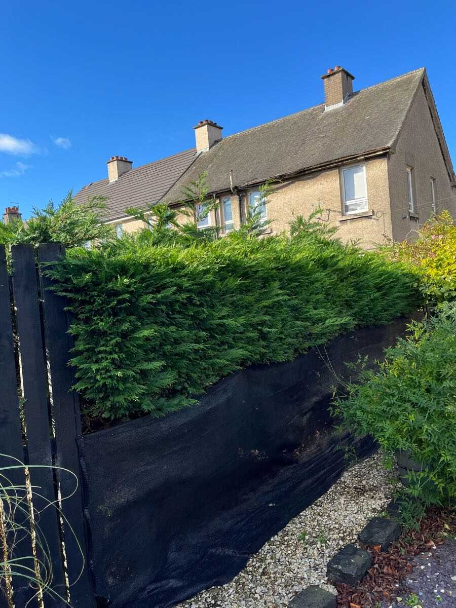 Before — Tall conifer hedge reduced and neatened