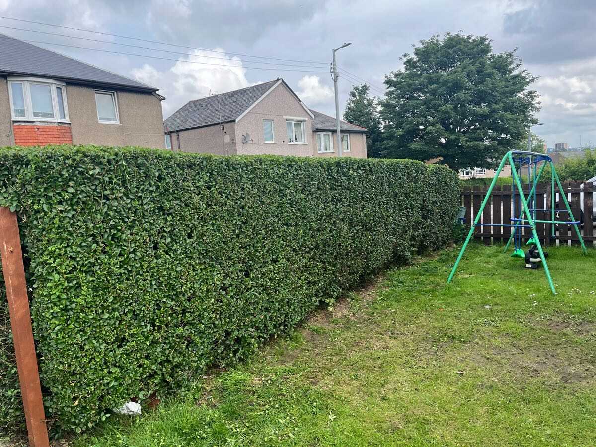 Long garden hedge neatly trimmed