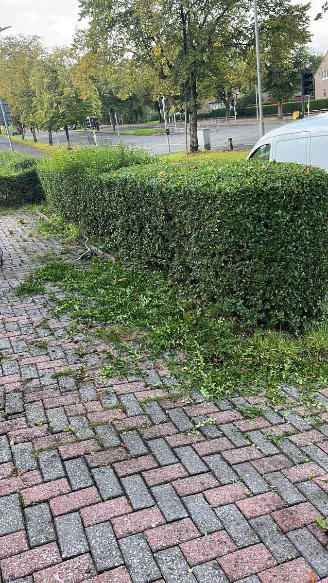 Roadside hedge trimmed square in Glasgow